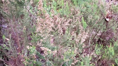 Erica lusitanica
