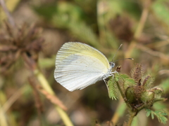 Eurema elathea