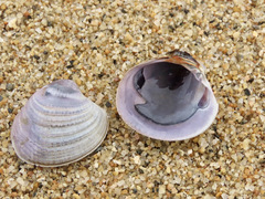 Austrovenus stutchburyi
