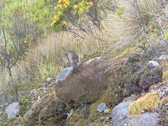 Muscisaxicola alpinus