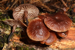 Gymnopus foetidus