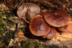 Gymnopus foetidus