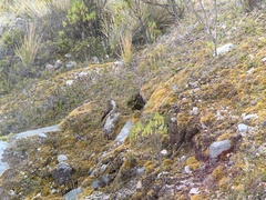 Muscisaxicola alpinus