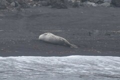 Leptonychotes weddellii