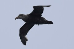 Macronectes giganteus