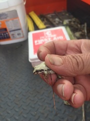 Pseudacris streckeri