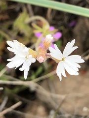 Lithophragma
