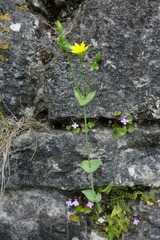 Blackstonia perfoliata