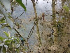 Trogon personatus