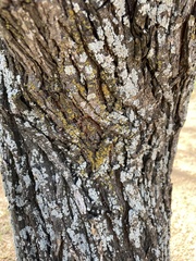 Xanthomendoza weberi