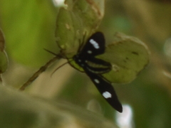Leucotmemis nexa