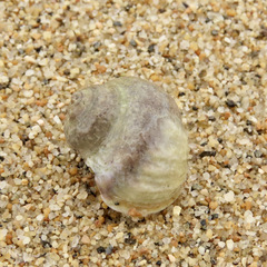 Amphibola crenata