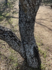 Xanthomendoza weberi