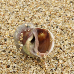 Amphibola crenata