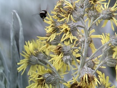 Bombus funebris