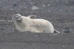 Leptonychotes weddellii