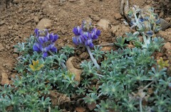 Lupinus breweri grandiflorus