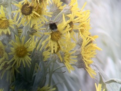 Bombus funebris