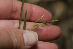 Poa wolfii