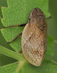 Lepyronia coleoptrata