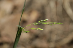 Poa wolfii