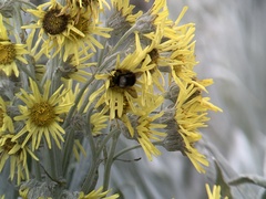 Bombus funebris