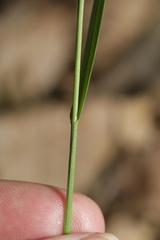Poa wolfii
