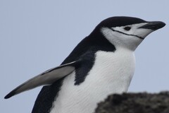 Pygoscelis antarcticus