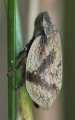 Lepyronia coleoptrata