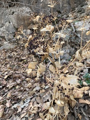 Smyrnium cordifolium
