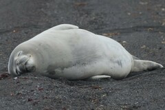 Leptonychotes weddellii