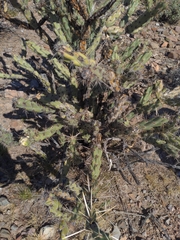 Cylindropuntia acanthocarpa