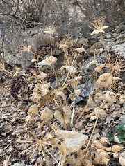 Smyrnium cordifolium
