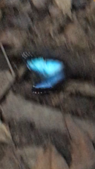 Morpho helenor anakreon