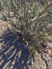 Cylindropuntia acanthocarpa