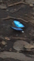 Morpho helenor anakreon