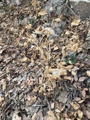Smyrnium cordifolium