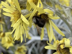 Bombus funebris