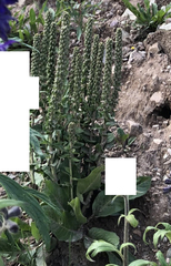 Veronica plantaginea