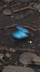 Morpho helenor anakreon
