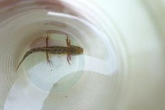 Triturus carnifex