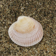 Austrovenus stutchburyi
