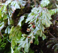 Hymenophyllum tunbrigense image