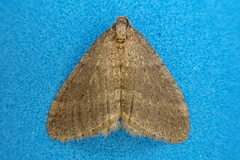 Operophtera brumata