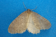 Operophtera brumata
