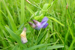 Lathyrus palustris