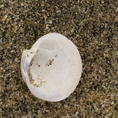 Austrovenus stutchburyi