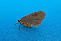 Operophtera brumata