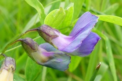 Lathyrus palustris