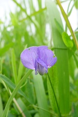 Lathyrus palustris